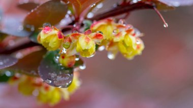Kırmızı yaprakları ile çiçekli böğürtlen arpa ve su damlaları yakın
