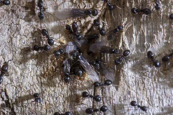 나무 줄기를 따라 기어다니는 검은 개미 무리 — 스톡 사진