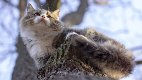 Γάτα άστεγη, γκρι και λευκό χρωματισμό με μακριά μαλλιά κάθεται σε ένα κλαδί ενός παλιού δέντρου — Φωτογραφία Αρχείου