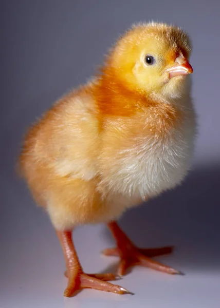 Um pequeno frango amarelo em um fundo cinza. Foco seletivo, close-up — Fotografia de Stock