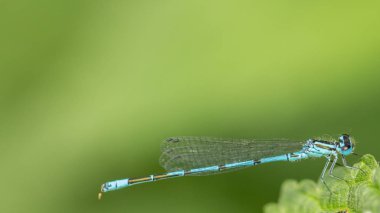 Closeup yeşil yusufçuk Calopteryx başak yaprak yeşil zemin üzerine