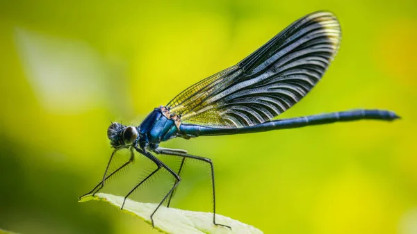 Calopteryx splendens Dragonfly metal Dark Blue sitter på ett grönt blad — Stockfoto