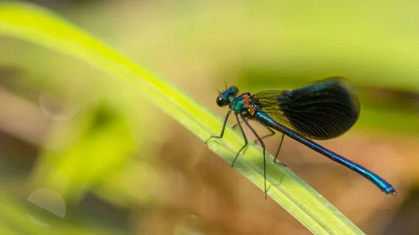 Calopteryx splendens Dragonfly metal dark blue is sitting on a green leaf — Stock Photo, Image
