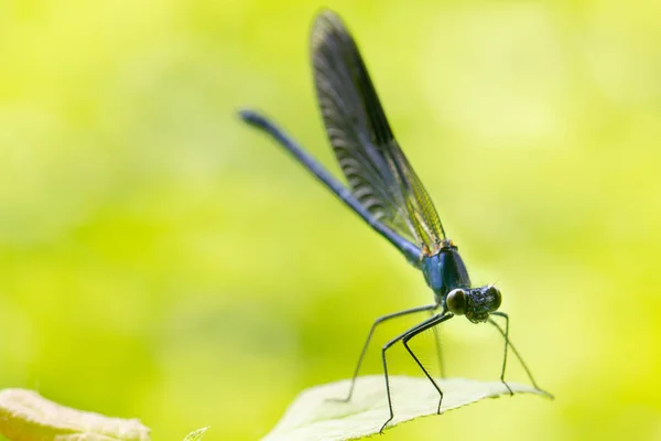 Calopteryx splendens Dragonfly metal Dark Blue sitter på ett grönt blad — Stockfoto