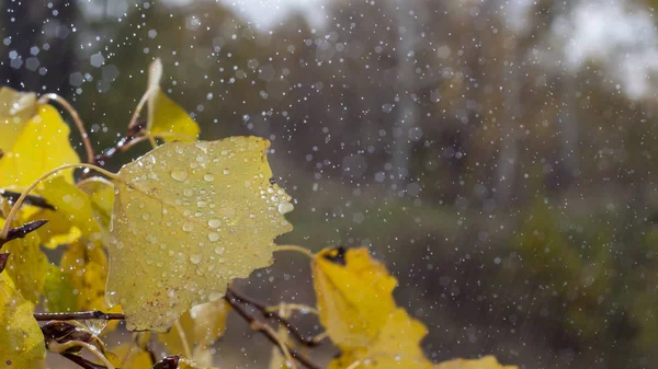 Fondo otoño amarillo naranja abedul hojas gotas de lluvia de cerca — Foto de Stock