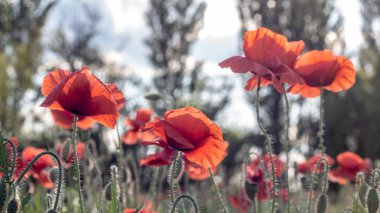 Yağmurdan sonra bir tarlada açan yabani haşhaş tomurcukları