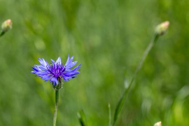 Yağmurdan sonra ılık bir yaz gününde yeşil bir çayırda bir kurdun güzel çiçekleri.