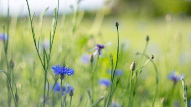 Yağmurdan sonra ılık bir yaz gününde yeşil bir çayırda bir kurdun güzel çiçekleri.