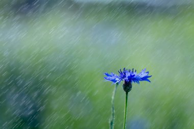 Yağmurdan sonra ılık bir yaz gününde yeşil bir çayırda bir kurdun güzel çiçekleri.