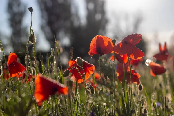 Buds of a blooming wild poppy in a field after rain — Stock Photo, Image