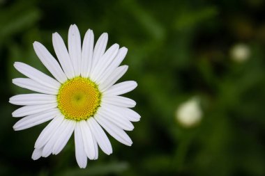 Beyaz papatya çiçek bahçe, yaprakları üzerinde çiy damlaları ile yakın çekim