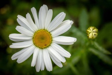 Beyaz papatya çiçek bahçe, yaprakları üzerinde çiy damlaları ile yakın çekim