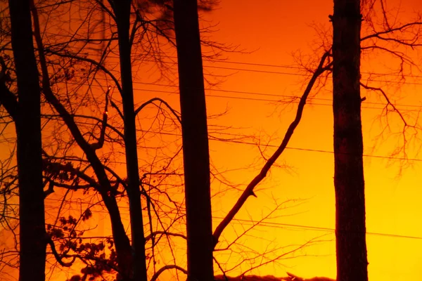 Fuego nocturno en el bosque caducifolio de otoño —  Fotos de Stock