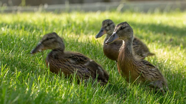 Little wild ducklings walk on the green grass