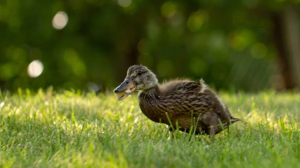 Little wild ducklings walk on the green grass — Stock Photo, Image