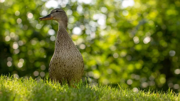 Pato selvagem, fêmea caminha na grama verde — Fotografia de Stock