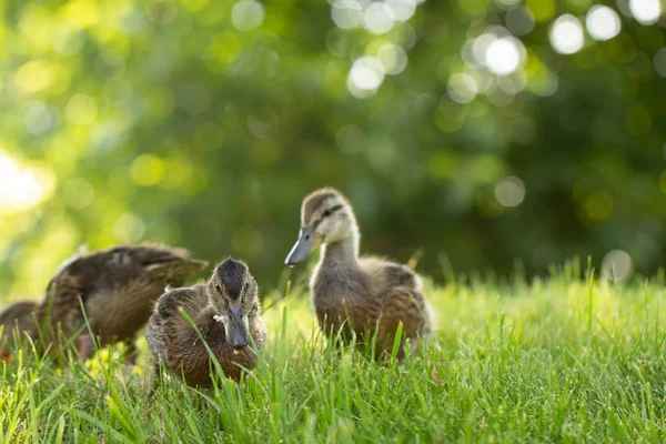 Little wild ducklings walk on the green grass — Stock Photo, Image
