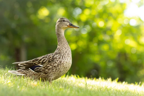 Canard sauvage, promenades féminines sur l'herbe verte — Photo