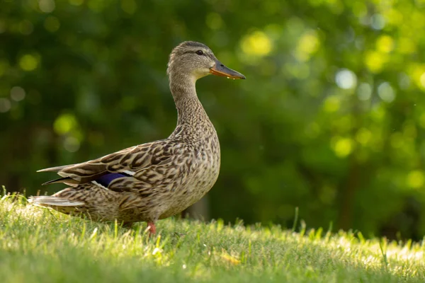 Canard sauvage, promenades féminines sur l'herbe verte — Photo