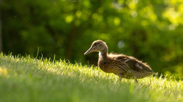 Little wild ducklings walk on the green grass