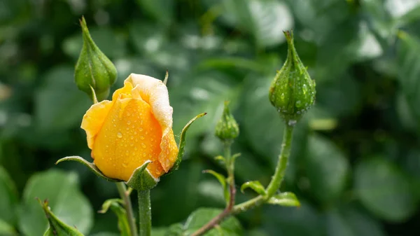 Vacker buske av gula rosor i en trädgård. Rosenträdgård. — Stockfoto