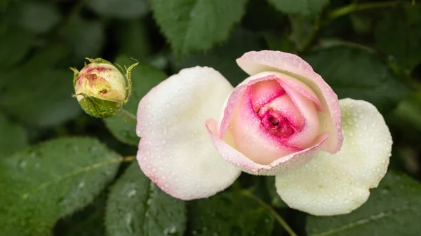 Vacker rödvit Rosen buske av röda och vita rosor — Stockfoto