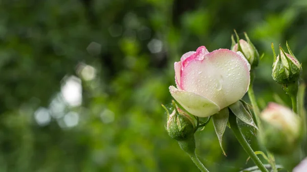 Hermosa rosa roja y blanca Bush de rosas rojas y blancas —  Fotos de Stock