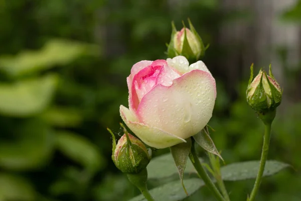 Vacker rödvit Rosen buske av röda och vita rosor — Stockfoto