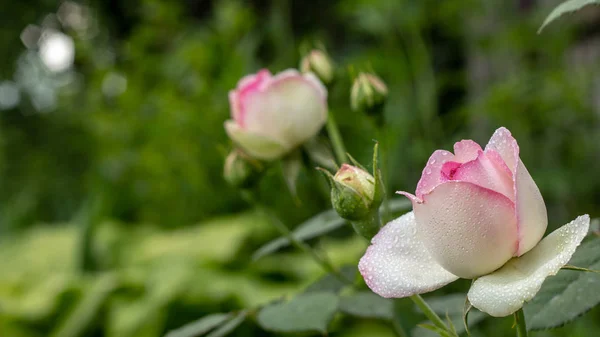 Vacker rödvit Rosen buske av röda och vita rosor — Stockfoto