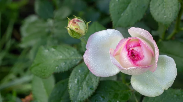 Piękne redand biały Róża Bush czerwonych i białych róż — Zdjęcie stockowe