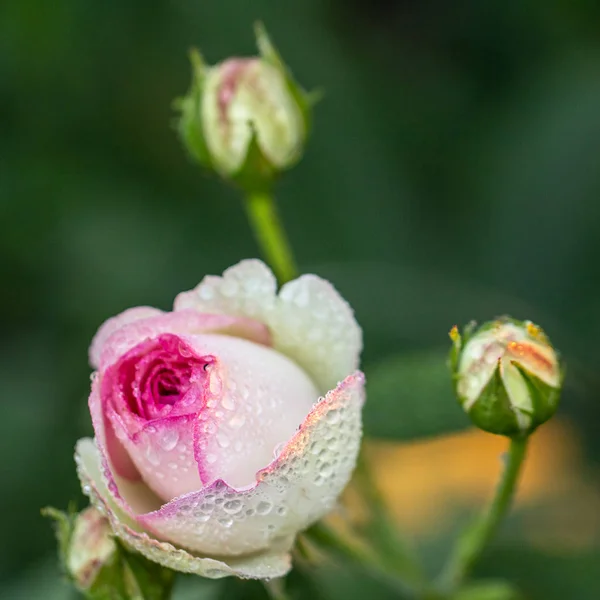 Belle rose rouge et blanche Bush de roses rouges et blanches — Photo