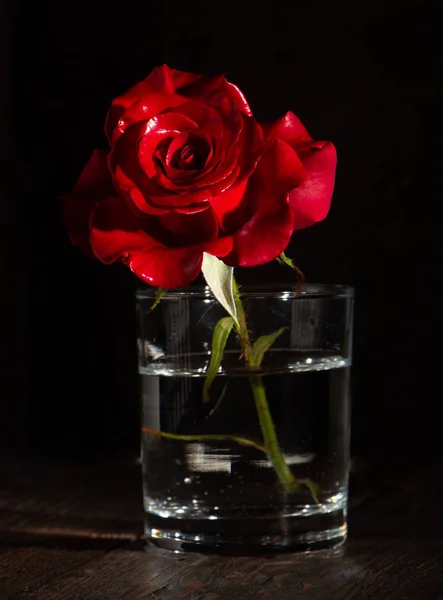 Rosa rossa in vaso su fondo legno antico, stile Vintage — Foto Stock