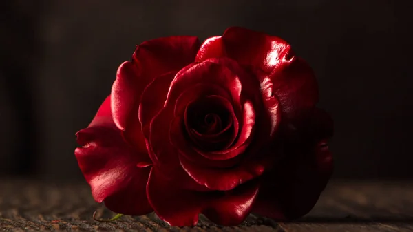 Pink rose flower, close-up, macro, background low key — Stock Photo, Image