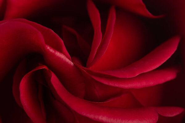 Pink rose flower, close up, macro background