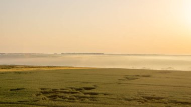 Buğday hasadı fırtına tarafından yok edildi. Sabah yaz manzara