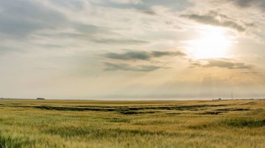 Buğday hasadı fırtına tarafından yok edildi. Sabah yaz manzara