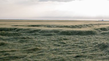 Buğday hasadı fırtına tarafından yok edildi. Sabah yaz manzara