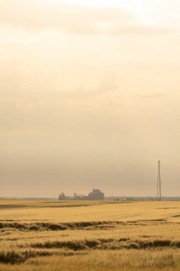 Buğday hasadı fırtına tarafından yok edildi. Sabah yaz manzara