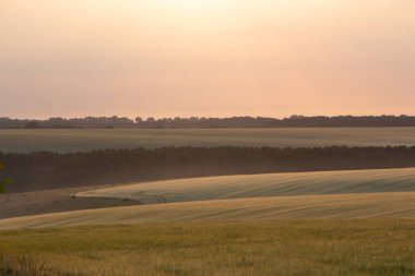 Yaz başında buğday tarlası, yeşil buğday kaşığı