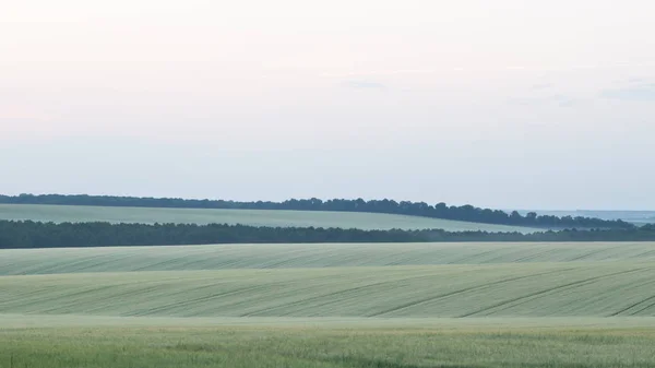 Champ de blé au début de l'été, cuillère de blé vert — Photo