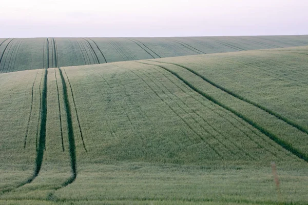 Пшеничне поле на початку літа, зелена ложка пшениці — стокове фото