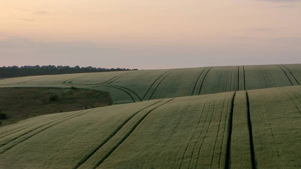 Weizenfeld im Frühsommer, grüner Weizenlöffel — Stockfoto