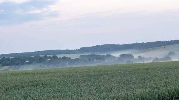 Belle campagne avec des champs de blé vert paysage — Photo