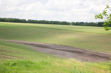 Risk tarım kavramının ürün alanının bir kısmını yok bir mısır tarlasında şiddetli bir yağmur dan sonra çamur akıntıları