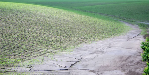 Schlammströme nach starkem Regen auf einem Maisfeld, das einen Teil der Anbaufläche der Risikolandwirtschaft zerstörte — Stockfoto