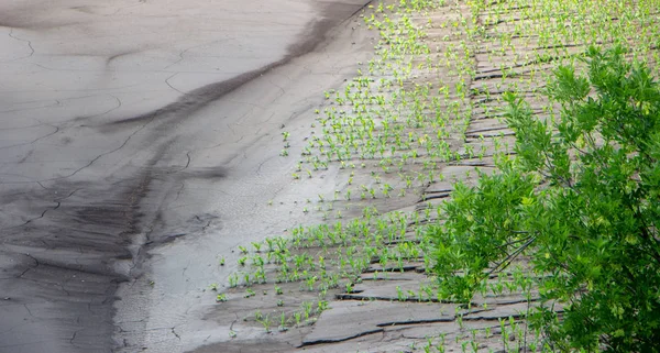 Lera strömmar efter ett kraftigt regn på ett majsfält som förstörde en del av grödan området risk jordbruk koncept — Stockfoto