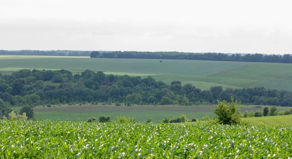 Champs avec jeunes pousses de maïs, paysage — Photo