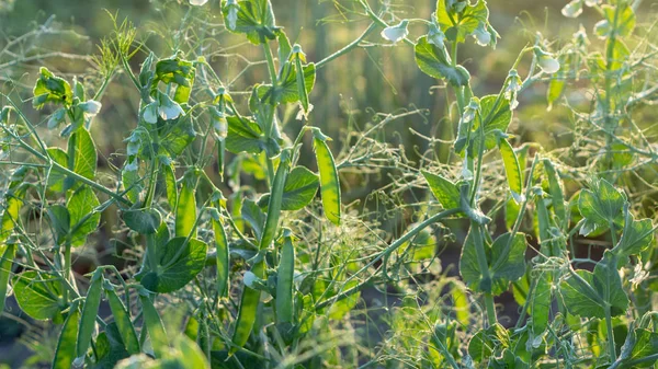 Vainas de guisantes verdes primer plano en el campo, concepto de agroindustria — Foto de Stock