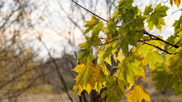 droplets on leaves.Fallen autumn leaf closeup with raindrops on Maple leaves