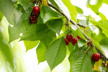 Kiraz şube büyüyor, olgunlaşmış Kırmızı Kiraz yakın